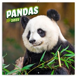 Kalendář 2023 poznámkový: Pandy, 30 × 30 cm - VÝPRODEJ
